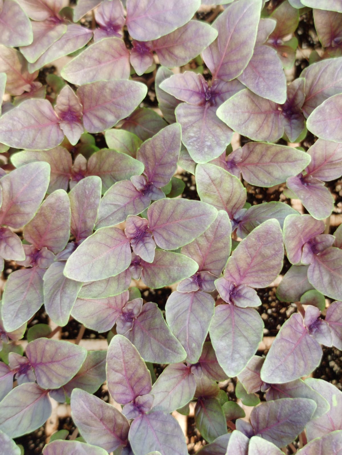 New Agrodeal seedling propagation